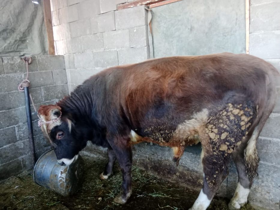 Продам быка живьём