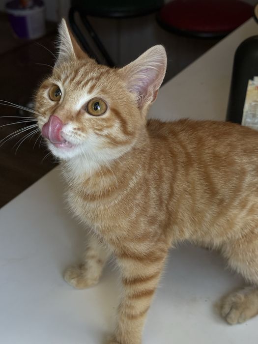 Котенок мальчик