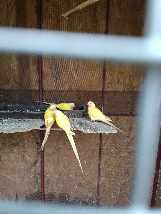 Vând papagali prințesa de Wales anul 2025 la prețul de 400 de lei buca