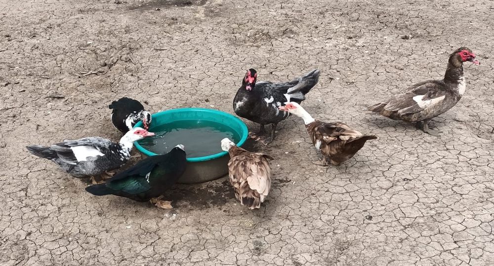 Oua rate leneșii mute