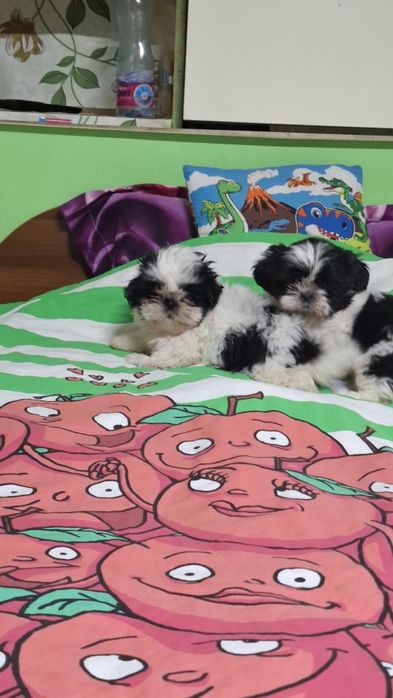 Малки кученца порода Ши тцу