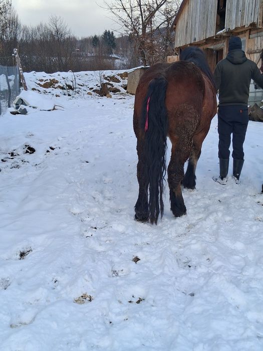 Cal castrat si armăsar