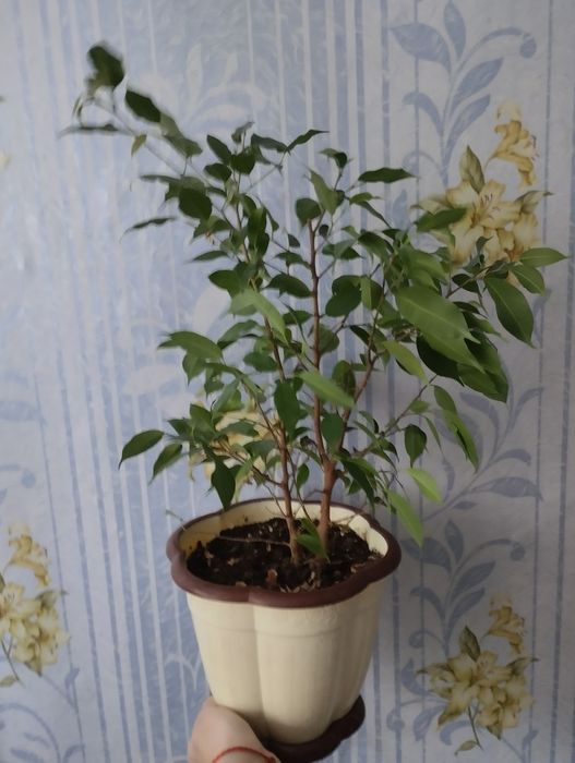 Фикус Бенджамина .