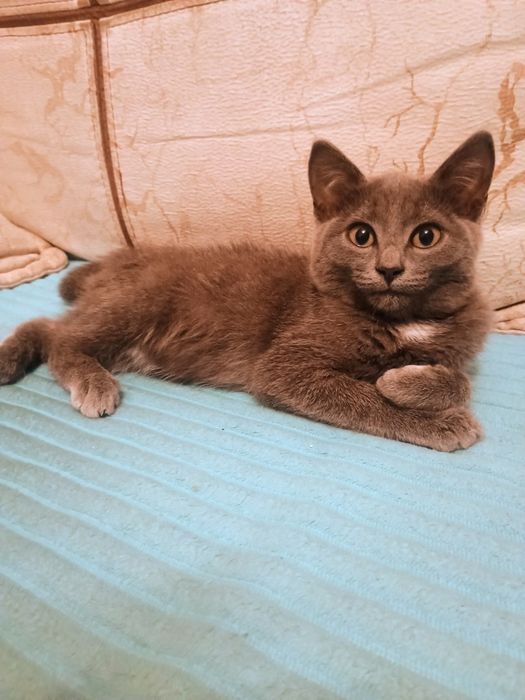 Отдам в добрые руки котенка