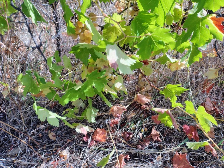 Лозе 1.5 дек град Перущица