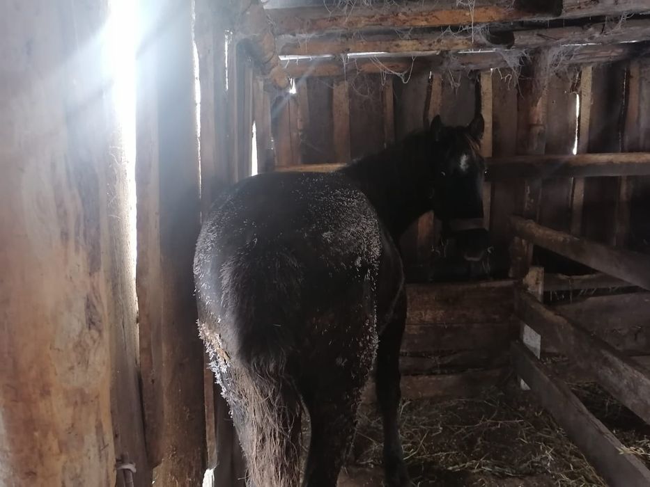 Продам соғым-мясо, жеребчик 1.7