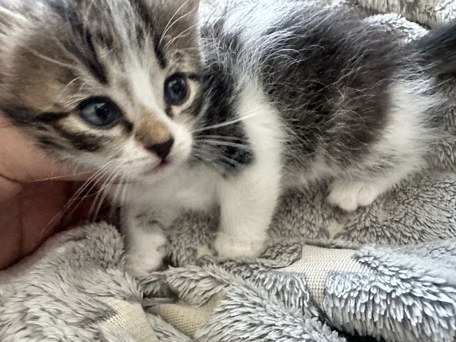 Отдам котят БЕСПЛАТНО