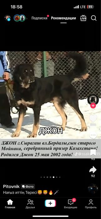 Щенок сучка алабая шикарных кровей