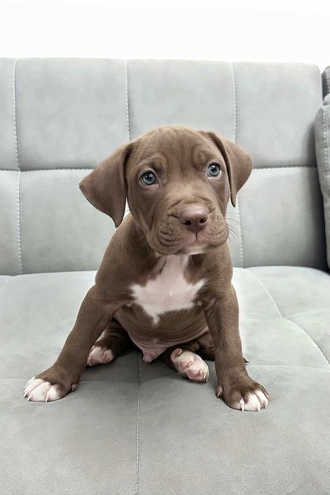 Продаются щенки американского питбуля RED NOSE/pitbuli kuchuklari