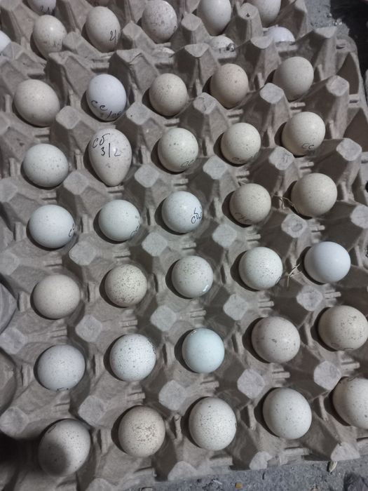 Яйцо инкубационное кеклика.(куропатка)