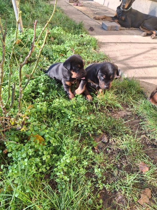 Catelusi Dobermann/ 7 sapt.