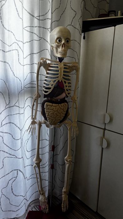 Скелет човешкото тяло