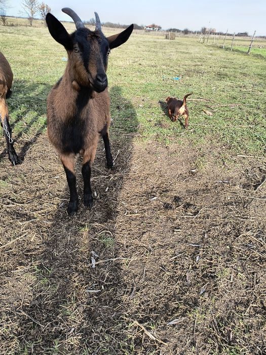 Pereche alpine disponibile