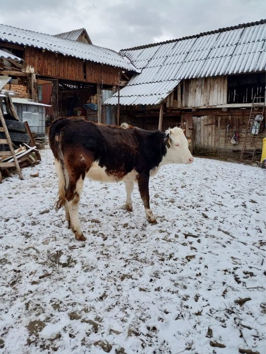 Vitea cu varsta de 1 an