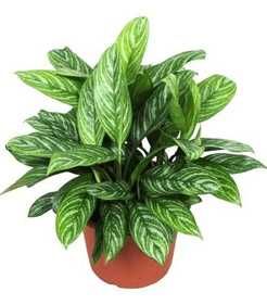 Цветы Аглаонема (Aglaonema)