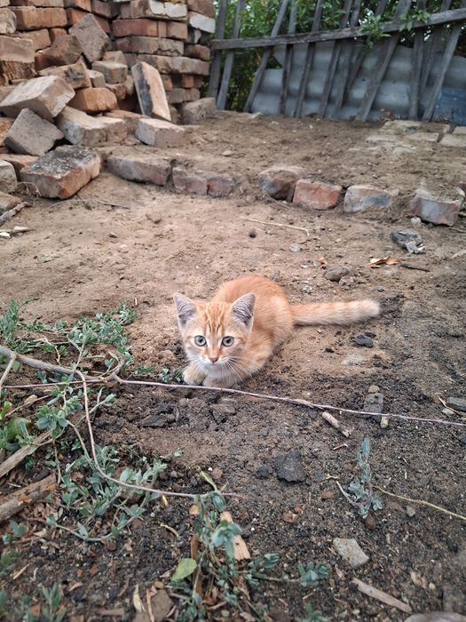 Отдам котят  в хорошие руки