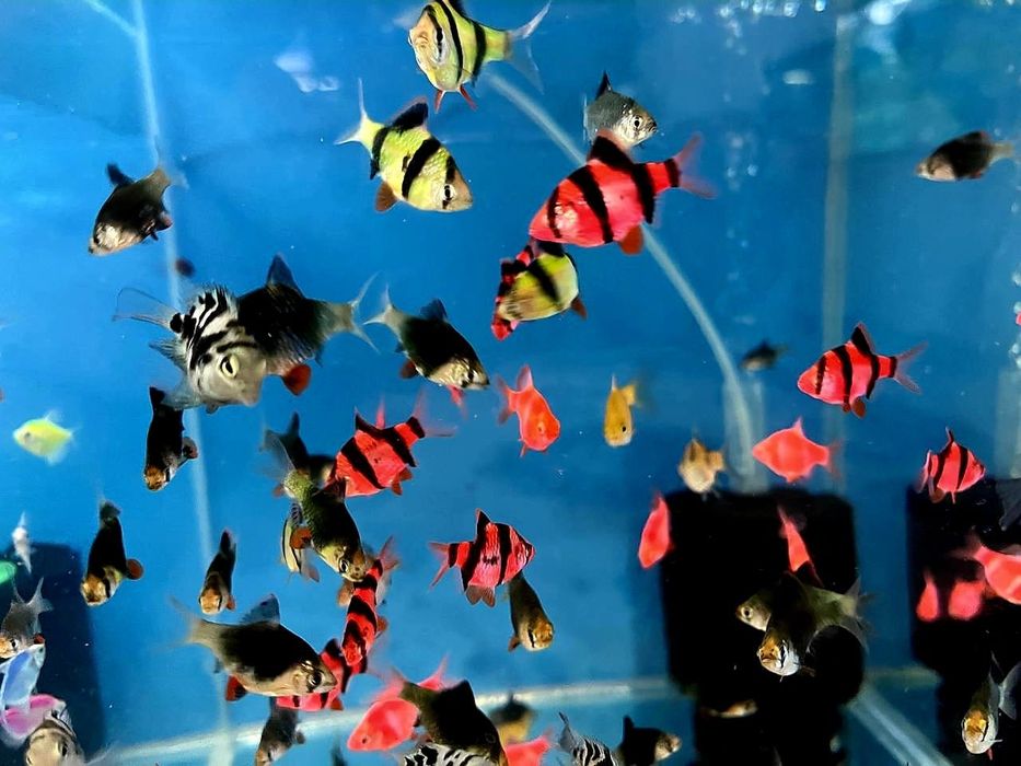 Аквариумные рыбки