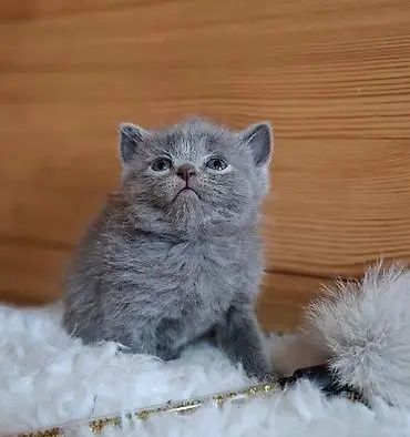 Продам котята и кошку