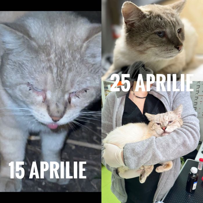 Urgent foster sau Adoptie 2 pisici adulte București