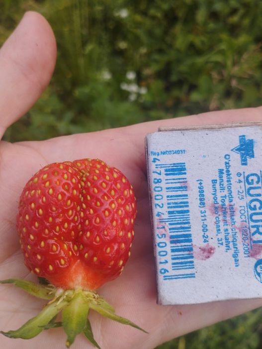 Рассада клубники