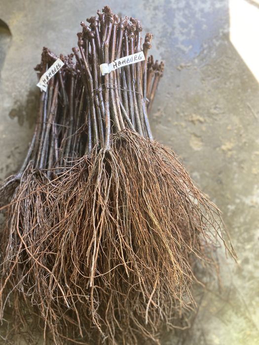 Butasi altoiti anu 2 de calitate