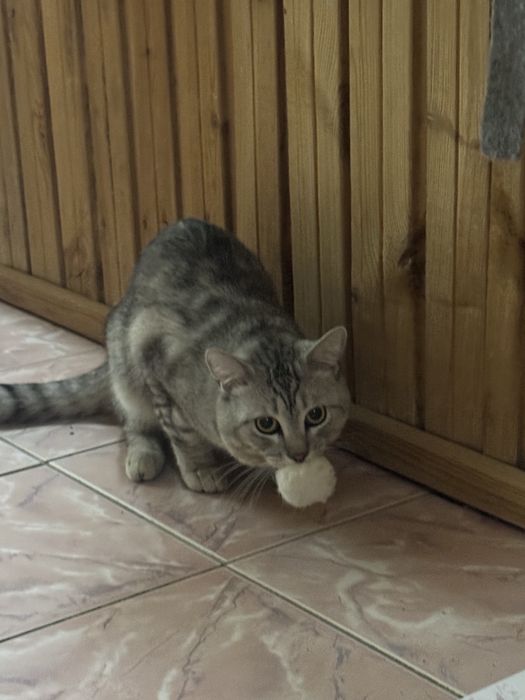 Продаеться британский кот