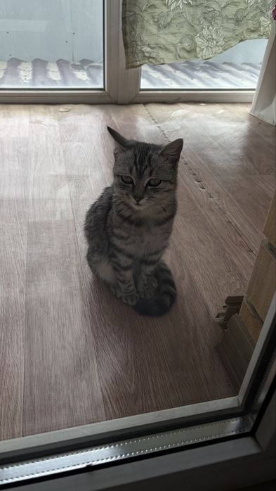 самый красивый котенок отдается