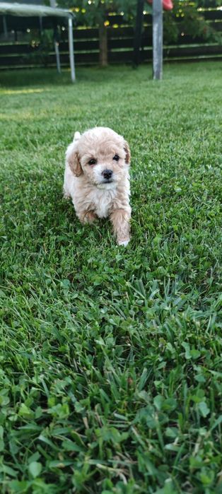 Pui de Pudel/Caniche