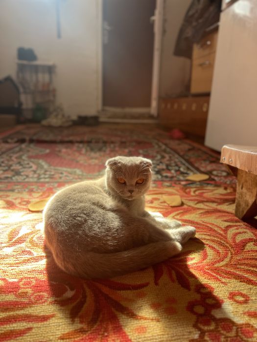 Котята шотландцы