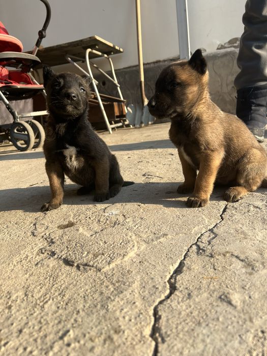 Щенки Бельгийская овчарка-Малинуа