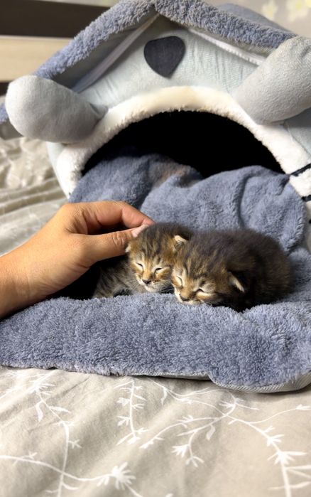 Котята мальчики