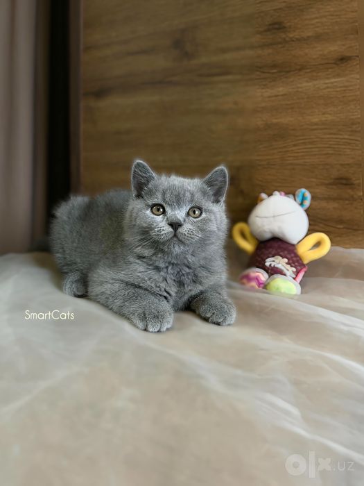 Шотландские котята!