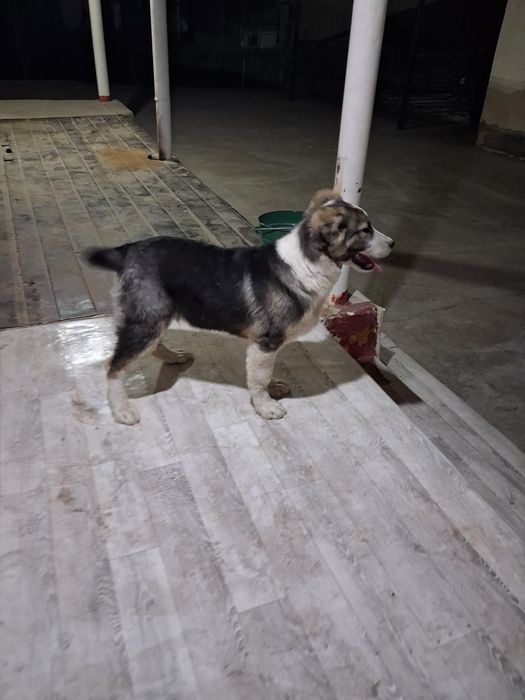 Кушык сатылады, 4-5 айлык