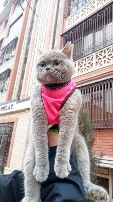 Срочна лиловая окрас британка сотилади