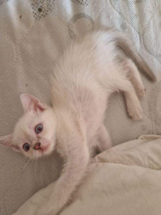 Отдам котят в добрые руки