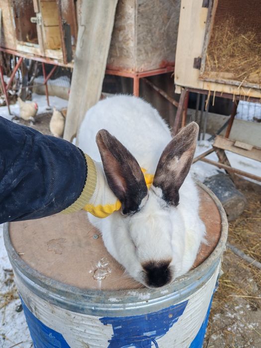 Femela uriaș de Transilvania