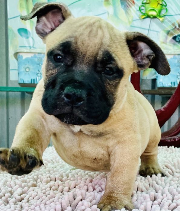 Щенки американский булли