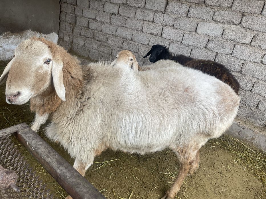 Арашан тозза. Arashan qochqor