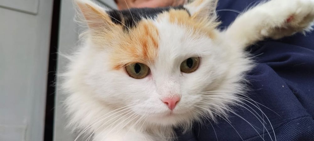 Кошка стерилизованная