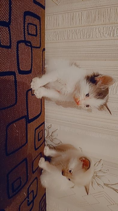 Отдам котят  в добрые руки