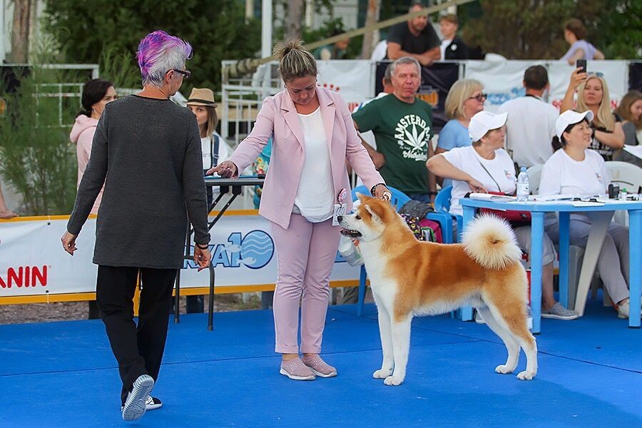 Акита Ину кобель для вязки