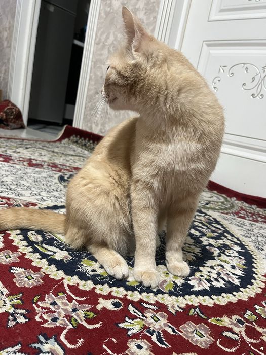 2 Котёнока ищет новый дом