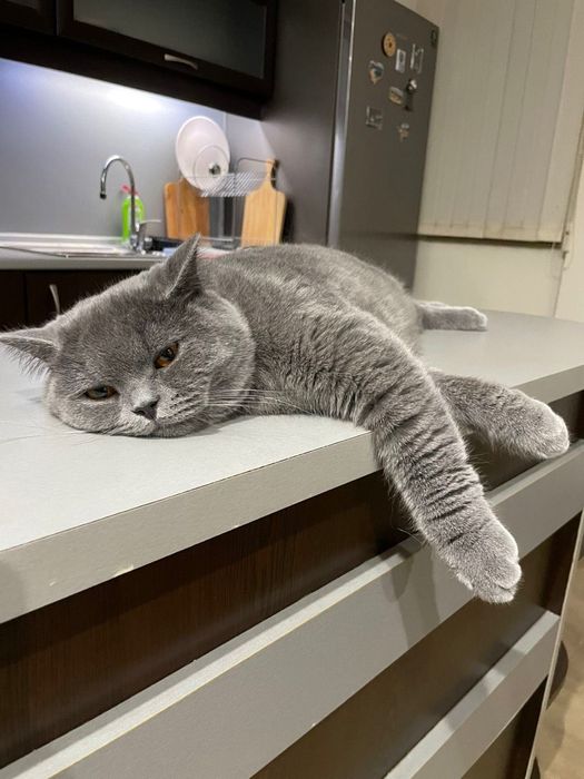 Британска котка.