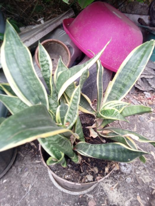 Продам домашние цветы