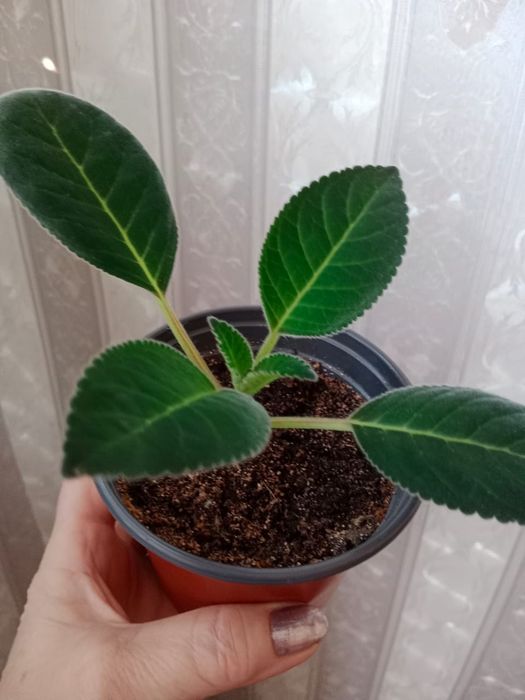 Продам комнатные цветы