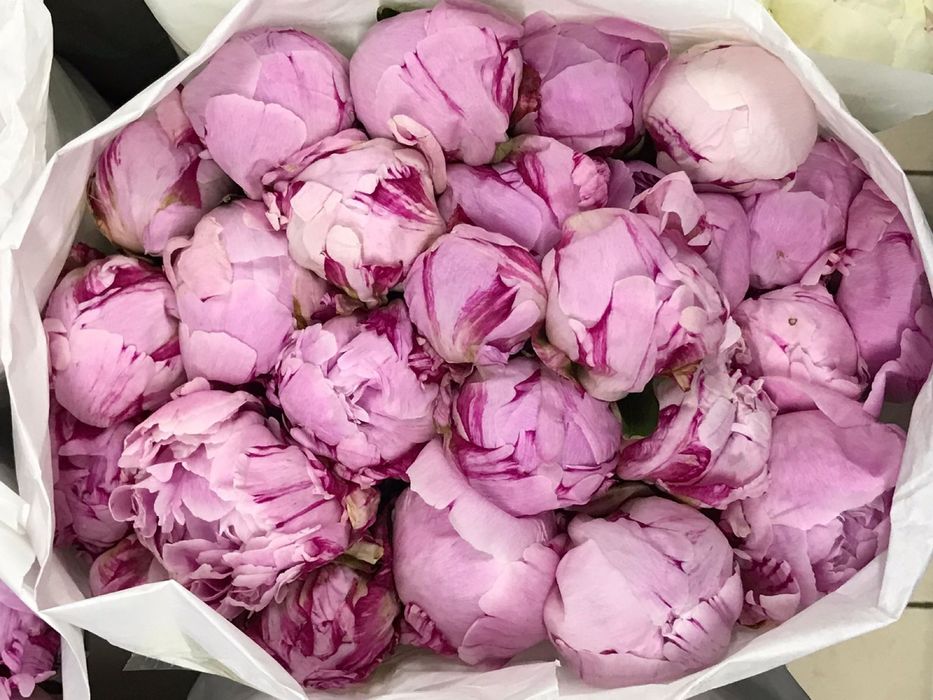 Пионы в розницу и оптом букеты алматы цветы