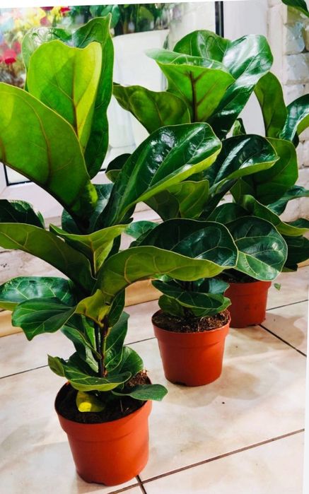 Цветя --Фикус лирата бамбино