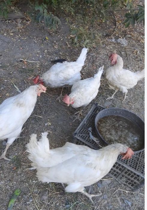 Продам кур несушек.