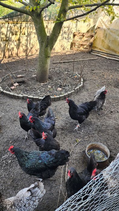Găini Australorp