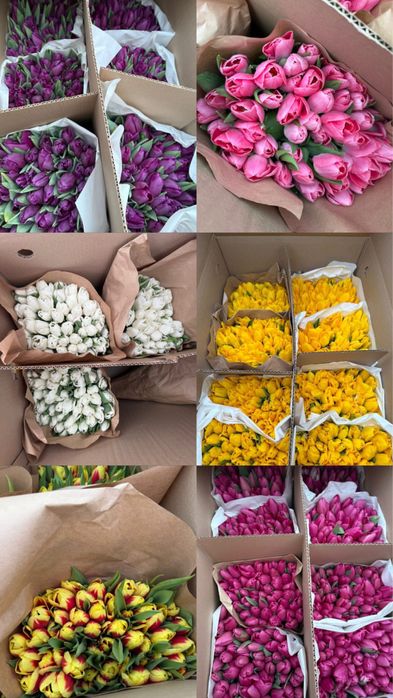 Тюльпаны оптом и в розницу по самой низкой цене